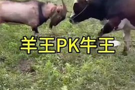 牛牛国产视频,探寻本土影视的魅力与风采